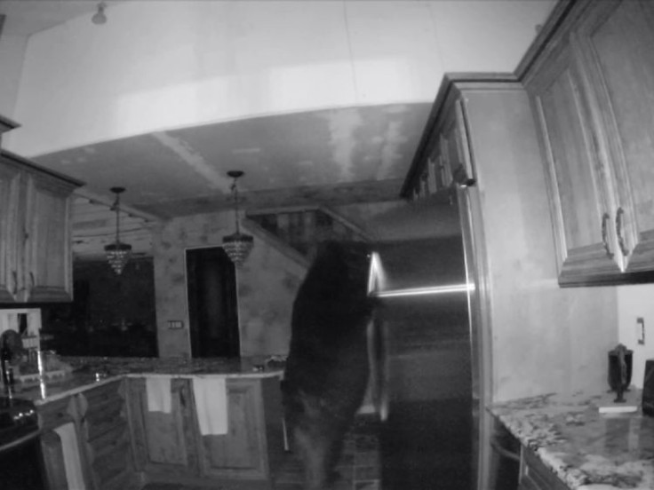 Bear inside Colorado home