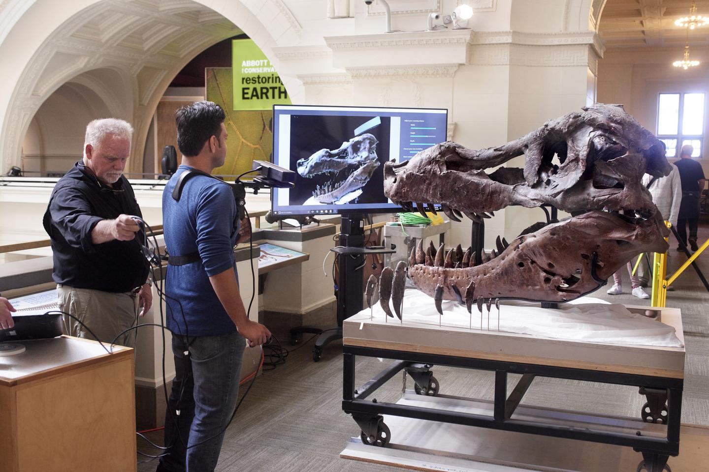 The largest T-rex skull ever found is full of holes and no one knows why