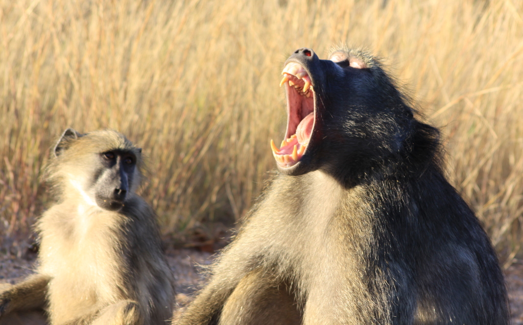 Baboons Baboons