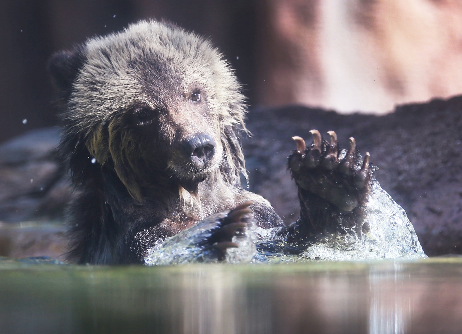Bear cub at Palm Beach Zoo
