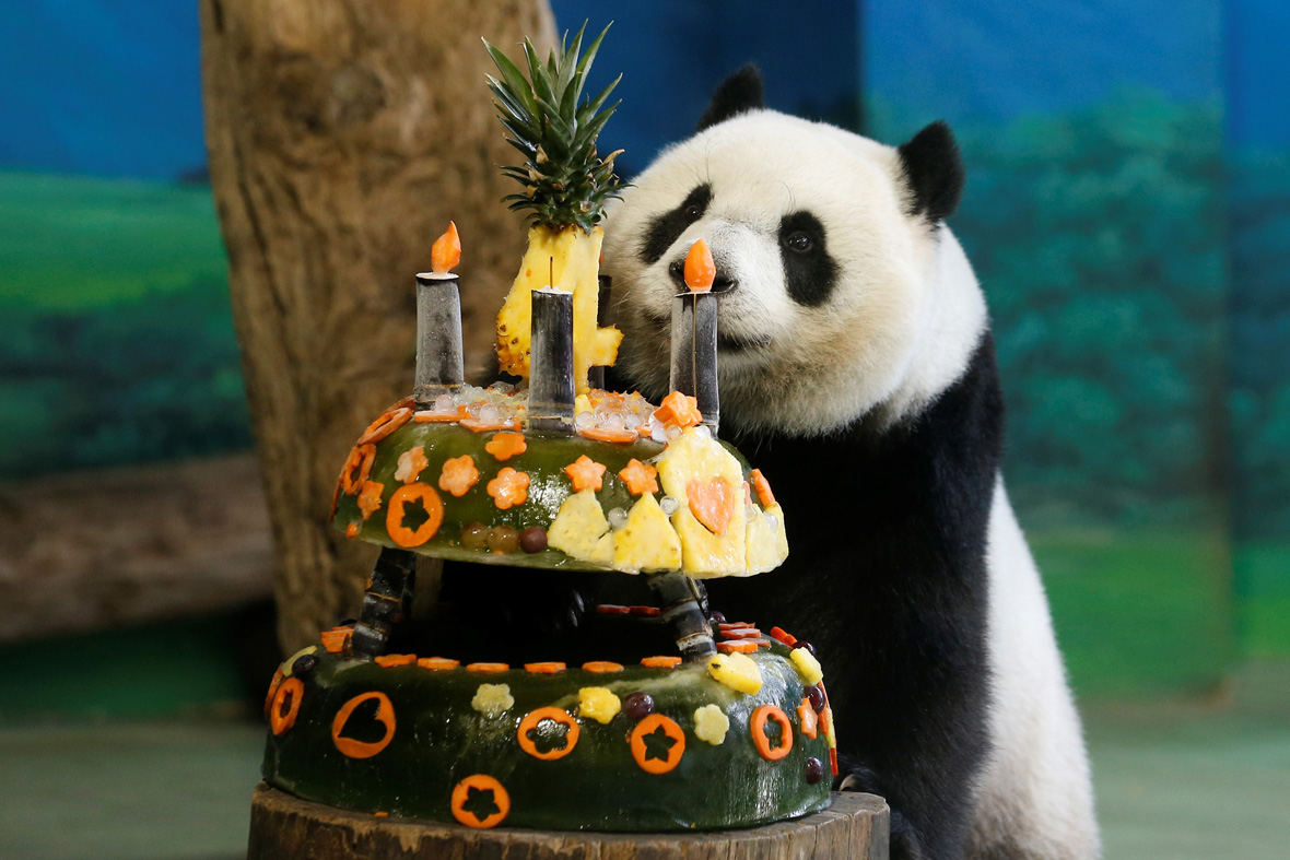 Giant panda Yuan Zai