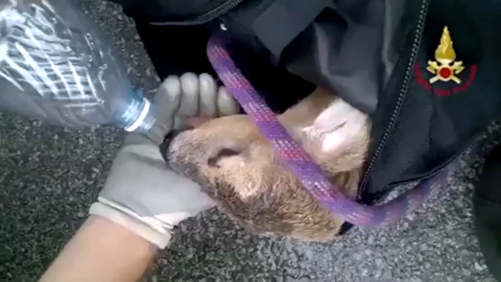 firefighter-rescuing-exhausted-fawn-from-drainpipe