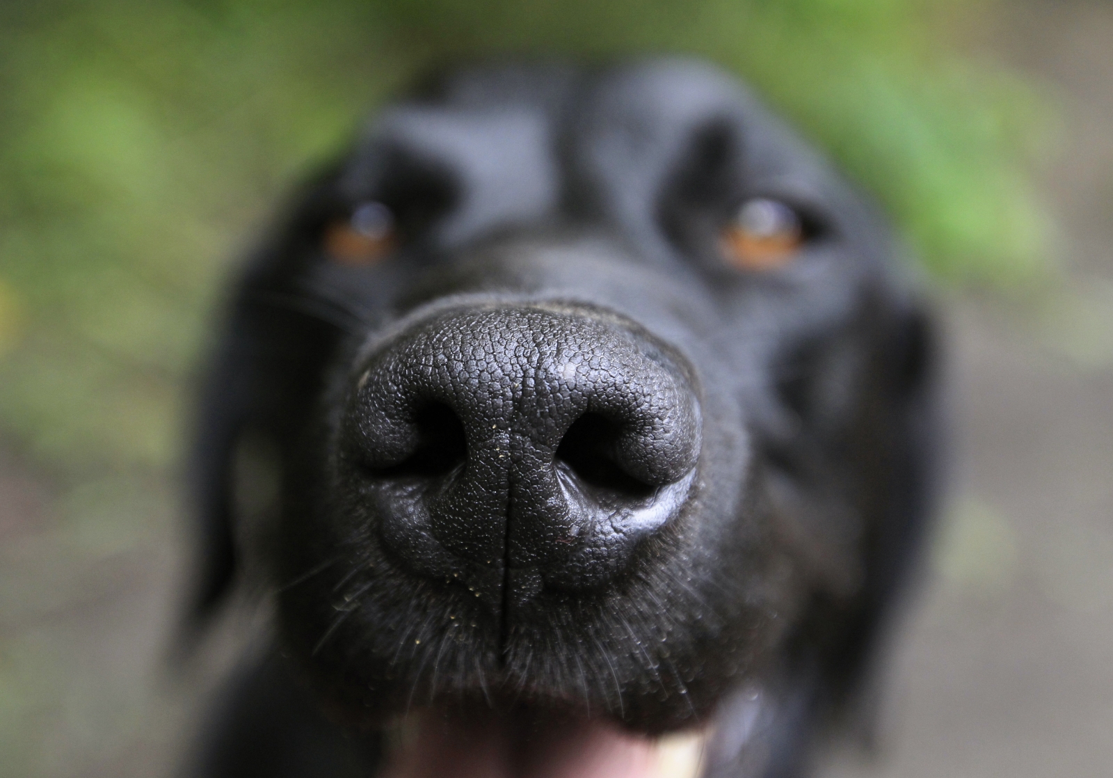 Dogs' keen sense of smell may hold key to curing Parkinson's, Malaria