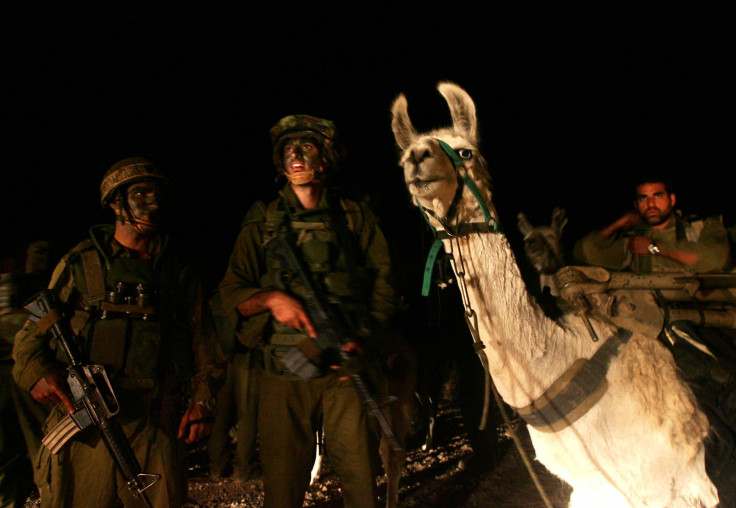 Israel llamas and robots