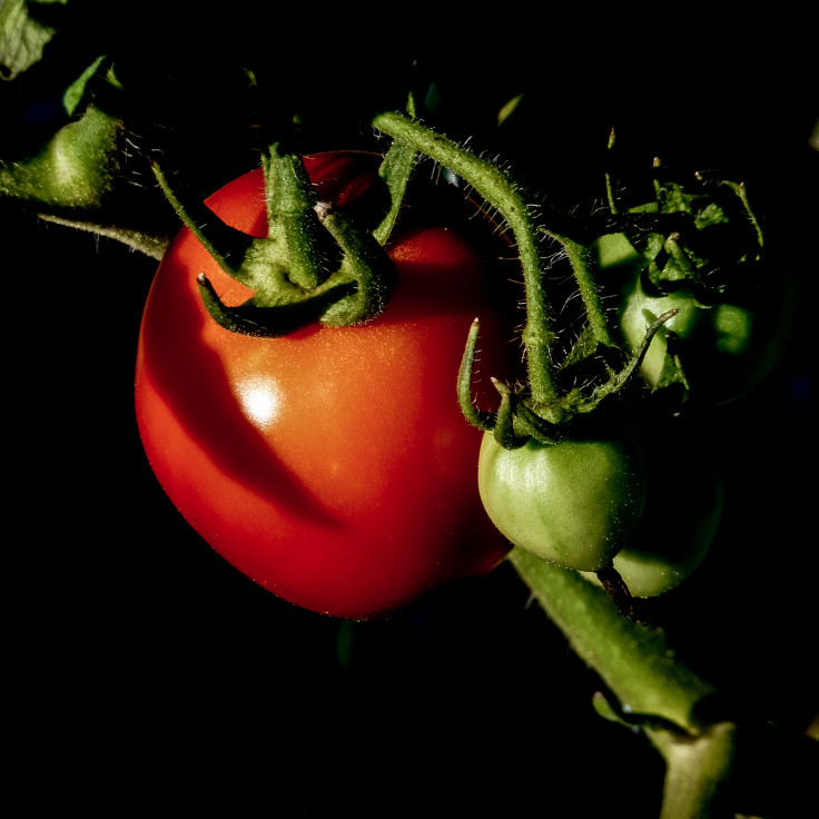 Tomato plant