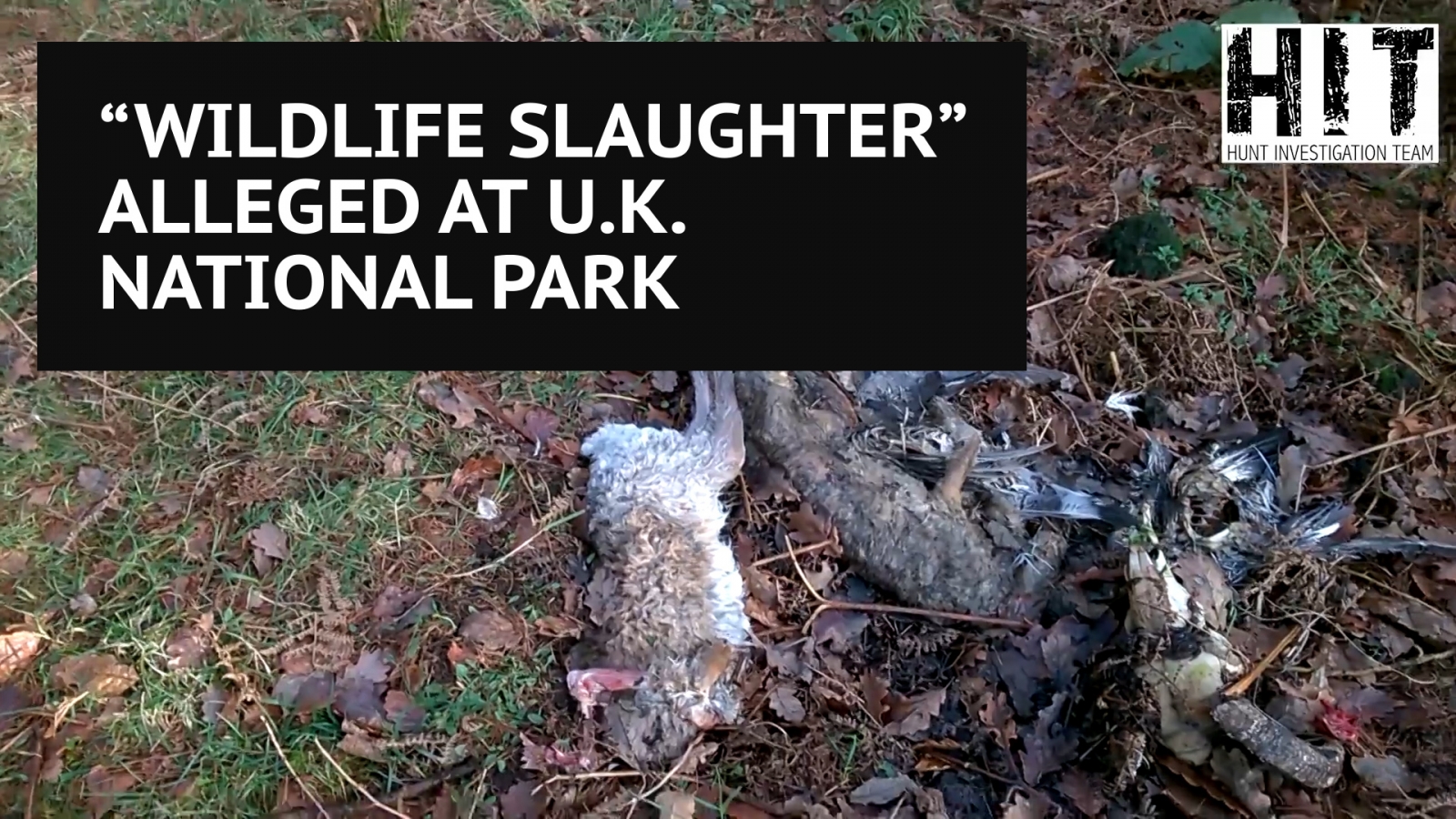 horrific-wildlife-persecution-alleged-at-u-k-national-park