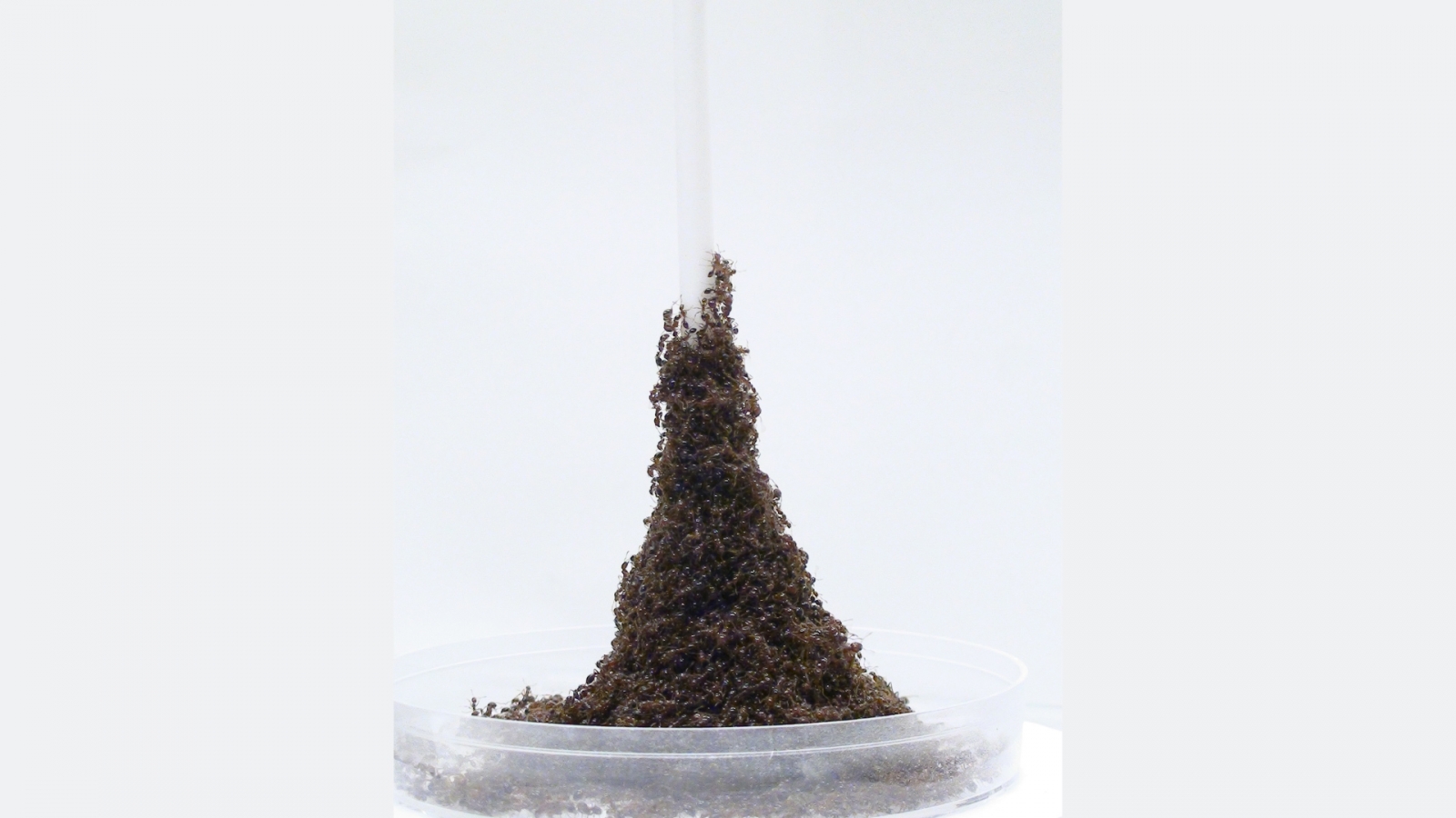 Ants build a living ‘Eiffel Tower’ to get at food