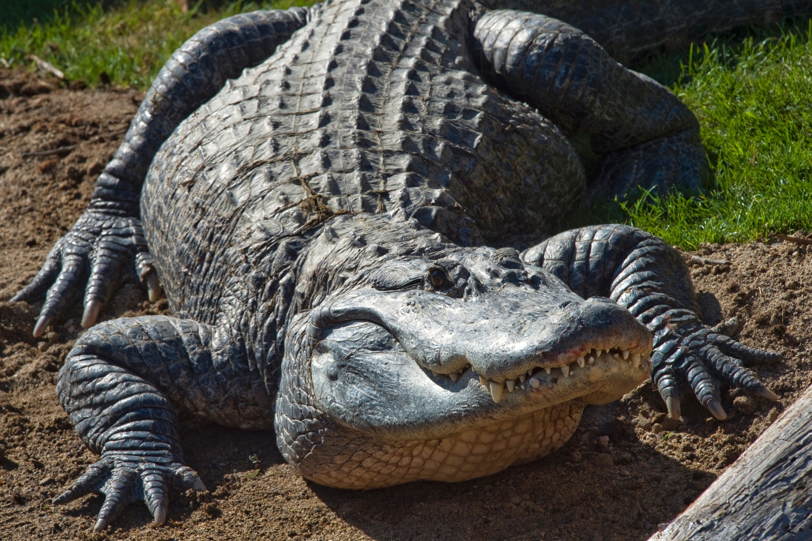 Texas reptile sanctuary with 450 alligators on high alert as