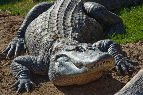 Alligator Florida