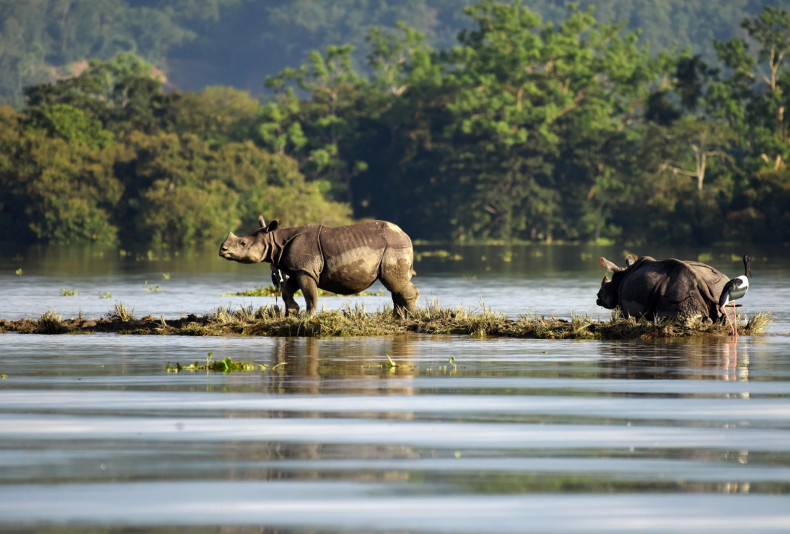 One-horned rhinos