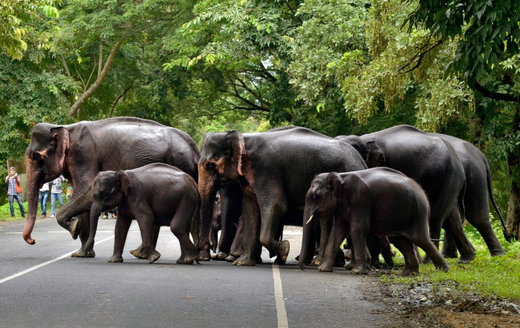 Kaziranga National park - Assam Floods