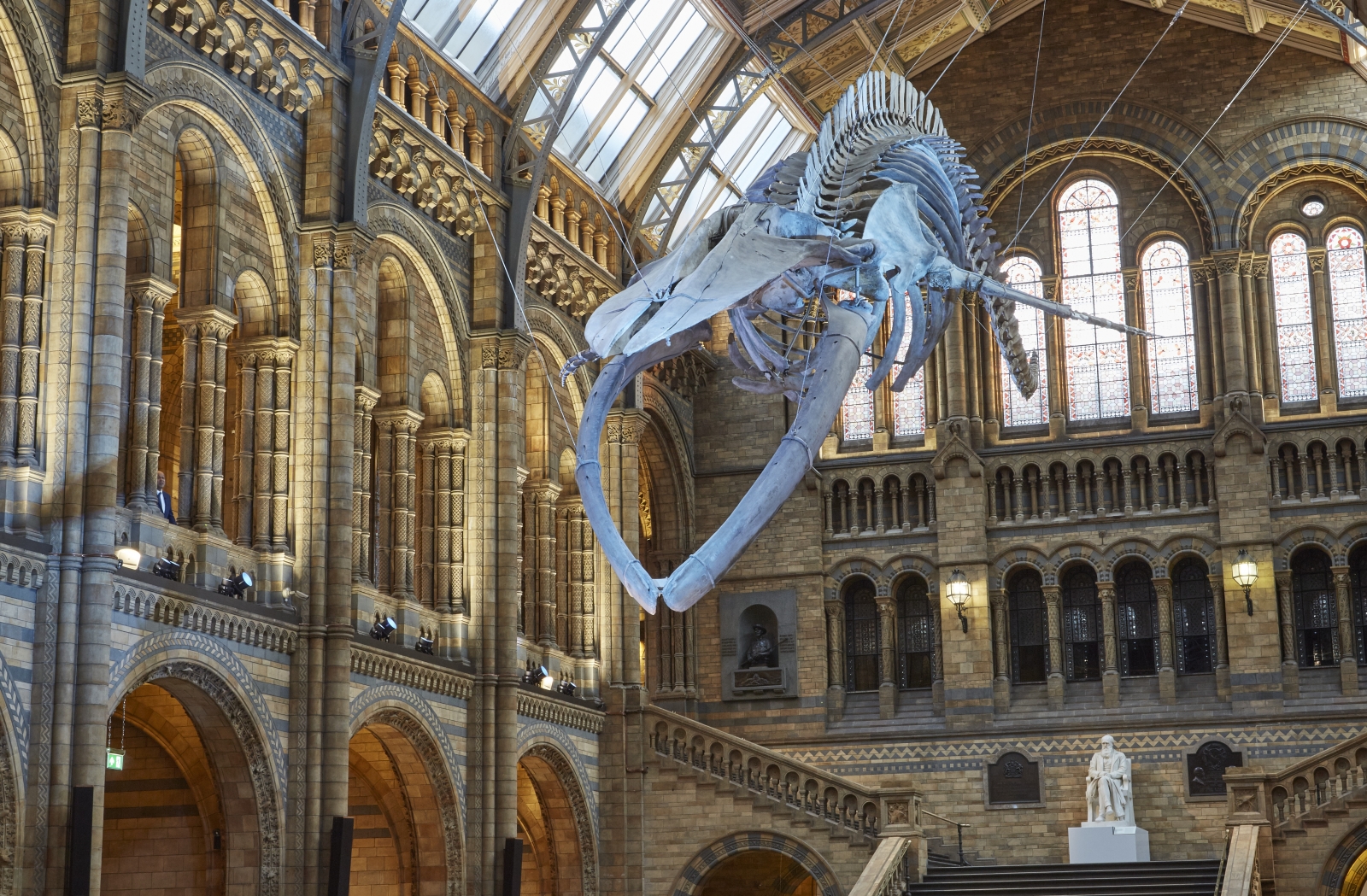 Meet Hope – the magnificent blue whale who replaced Dippy to guard the ...