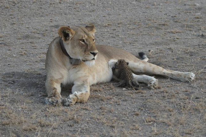 Lion, baby leopard