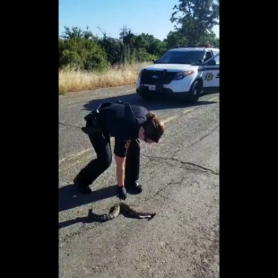 Sqeamish police officer deals with dead snake