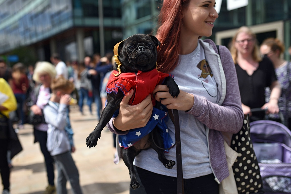 Pugfest 2017 Manchester Media City Salford