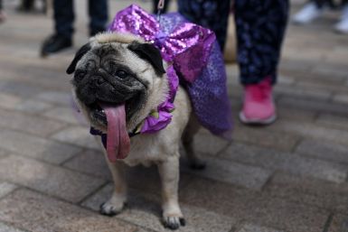 Pugfest 2017 Manchester Media City Salford