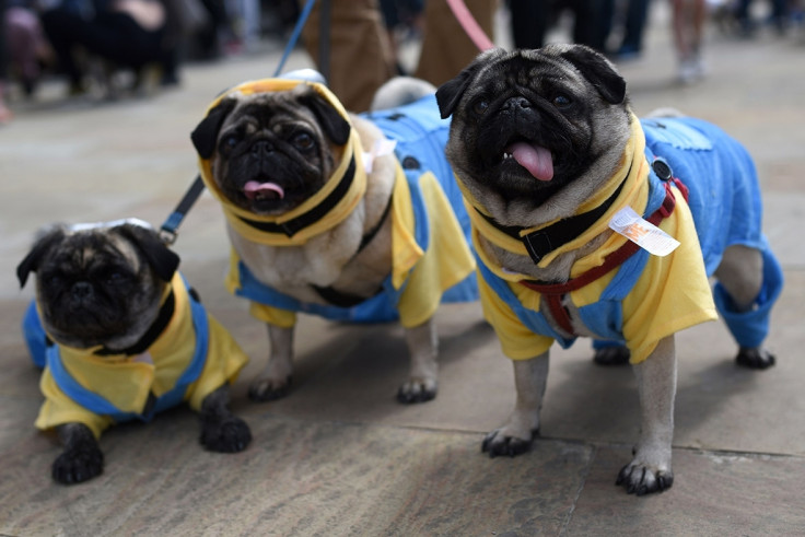 Pugfest 2017 Manchester Media City Salford