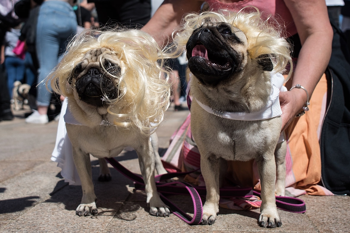 Pugfest 2017 Manchester Media City Salford Pugfest 2017 Manchester Media City Salford
