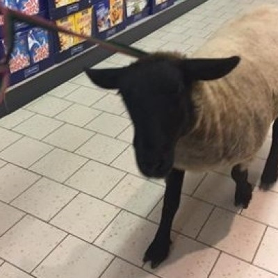 Sheep in Supermarket