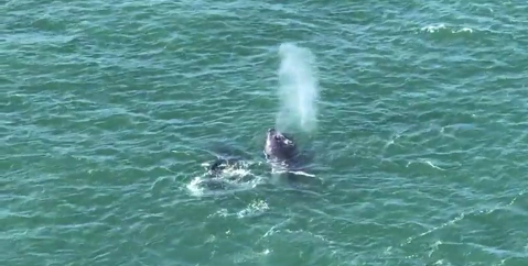 Humpback whale screenshot