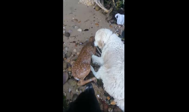 dog rescues baby deer