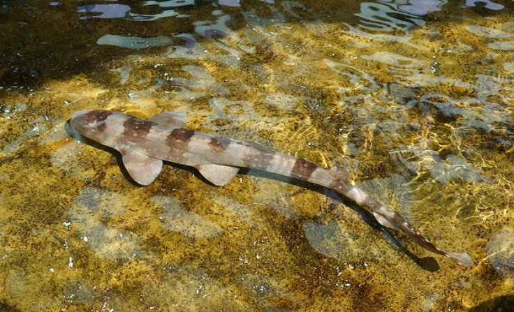 Whitespotted bamboo shark