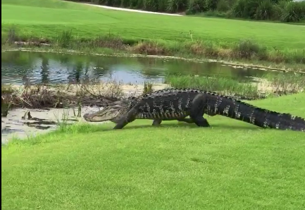 Crazy video shows huge alligator wandering across Florida golf course ...