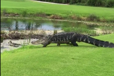 Alligator golf course screenshot