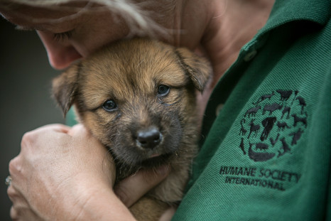 Puppy saved from death in South Korea