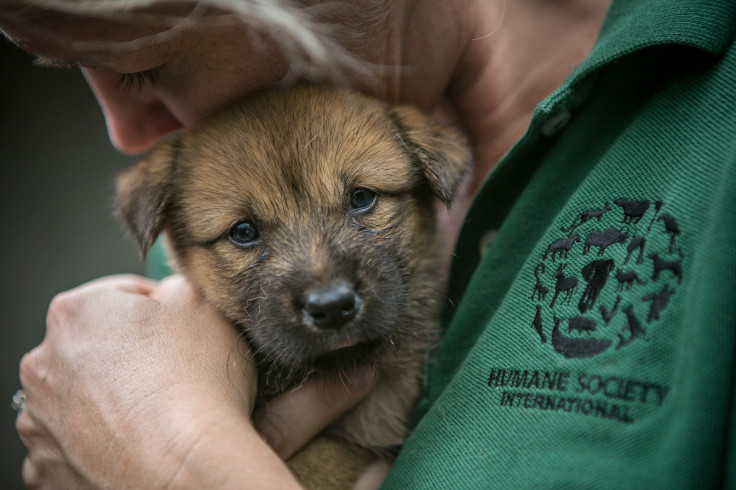 Puppy saved from death in South Korea