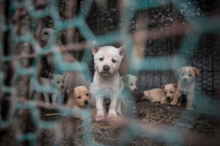 Puppy saved from death in South Korea