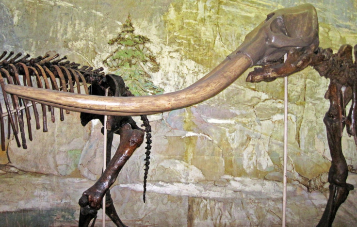Stegomastodon
