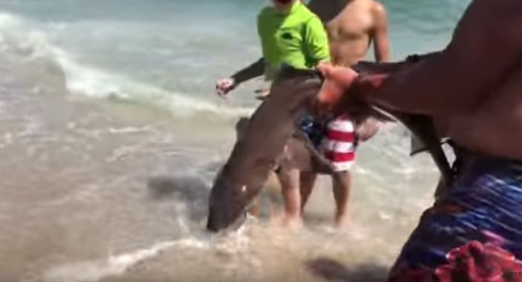 New Jersey man saves shark's life