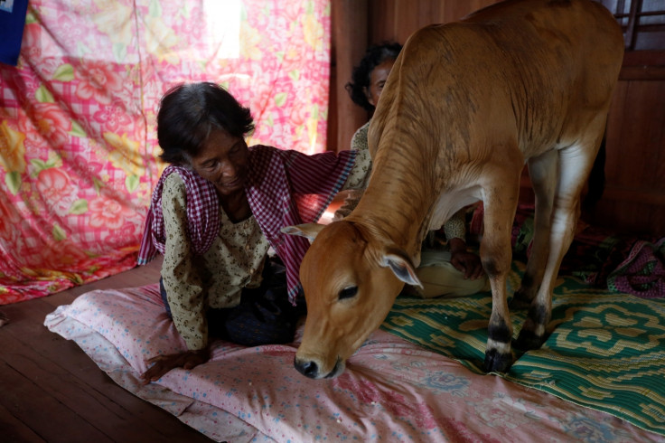 Cambodia calf reincarnation husband