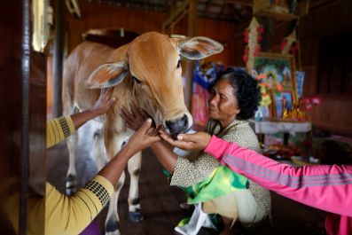 Cambodia calf reincarnation husband