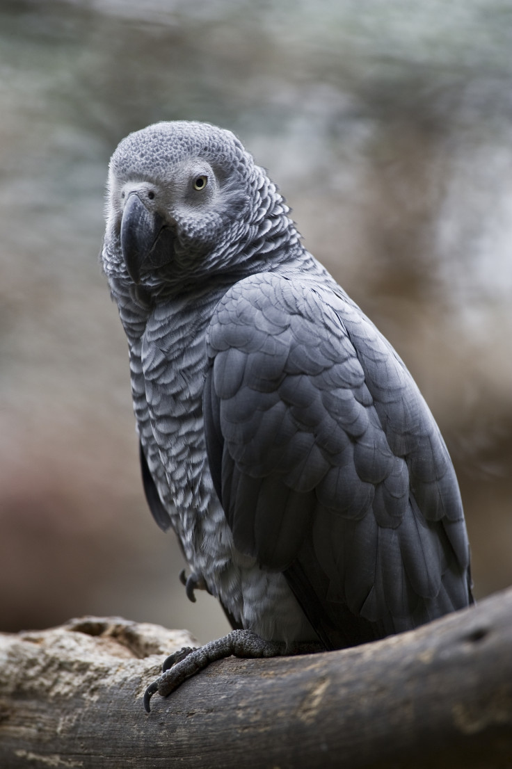 African grey parrot