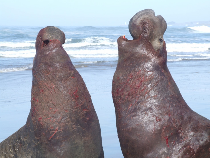 Elephant seals