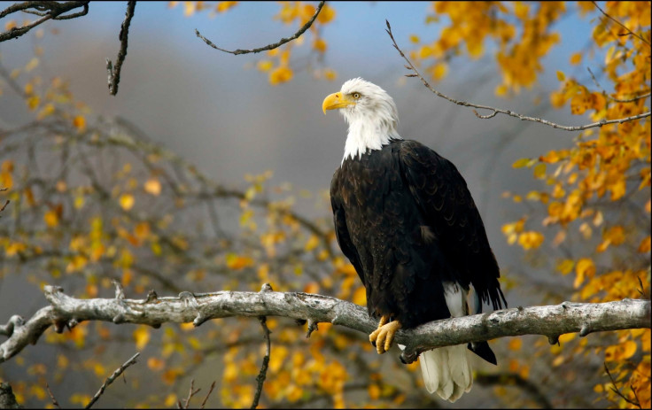 Bald Eagle