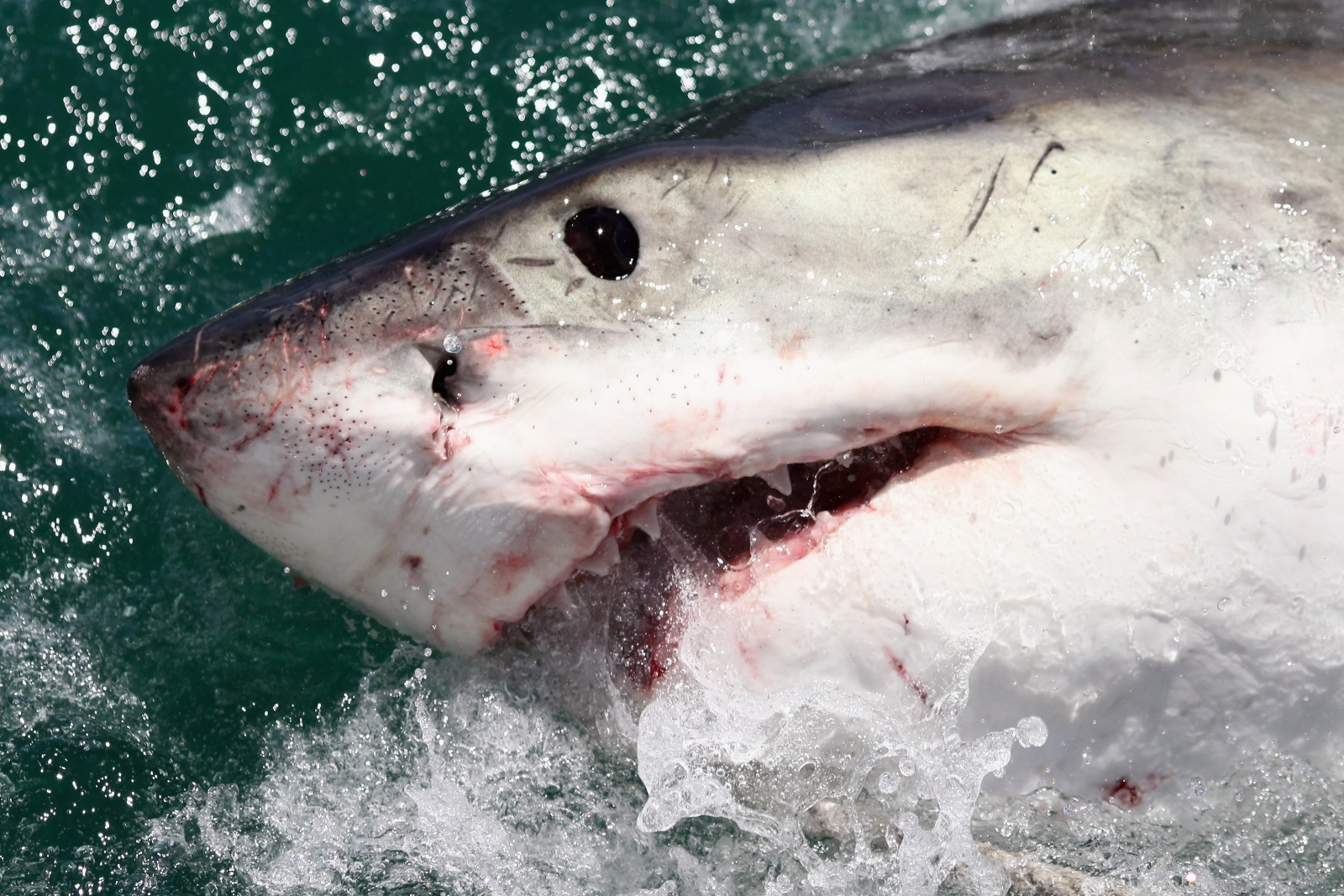 A Great White Shark A Great White Shark