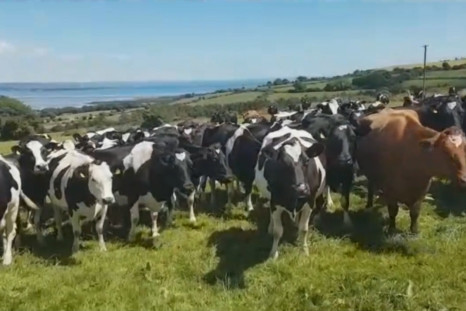 Hilarious Video Shows Cows Completely Mesmerized By Traditional Irish Music