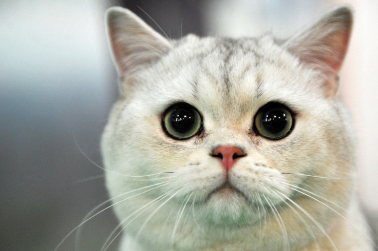 Stubbs, honorary feline mayor of Alaskan town
