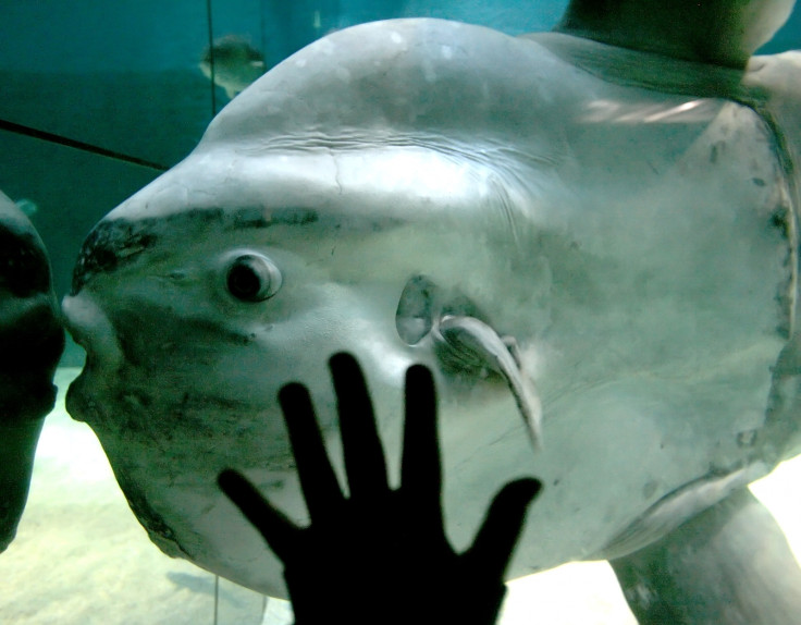 Ocean sunfish