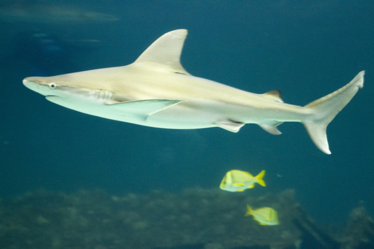 nurse shark