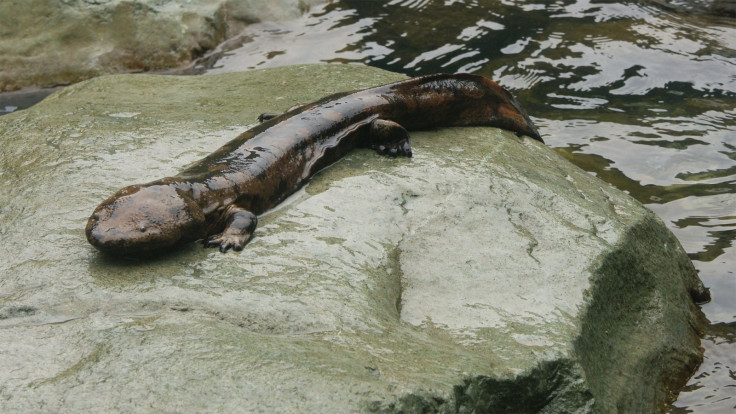 Chinese Giant Salamander 