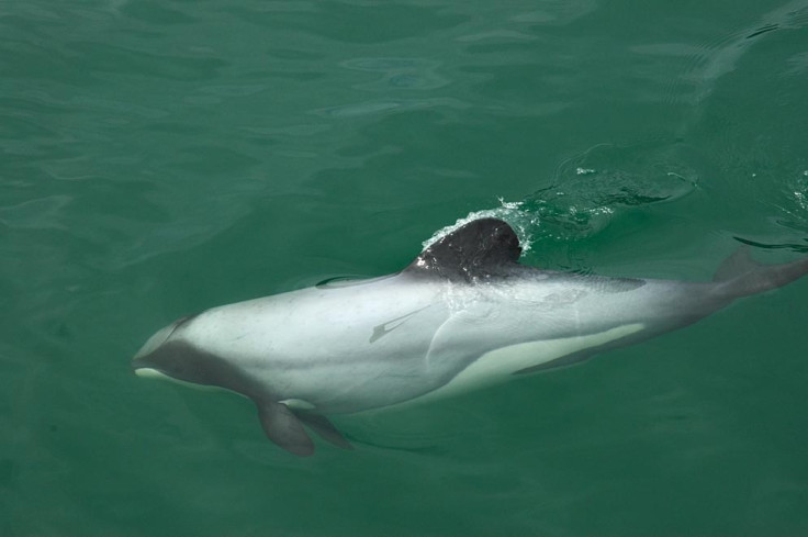 Hectors dolphin 