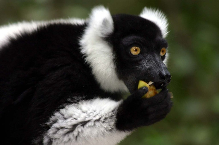 Black-and-White-Belted Ruffed Lemurs  