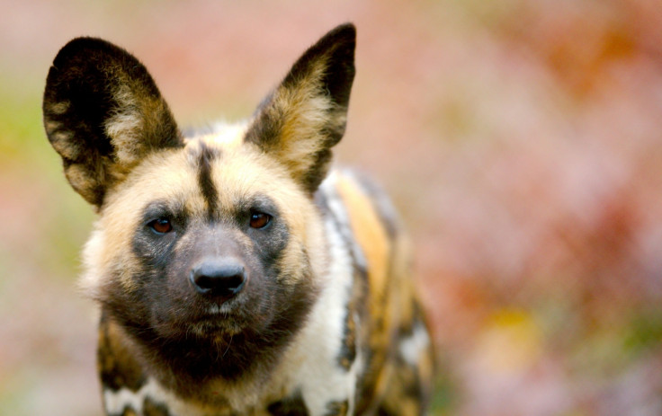 African Wild dog 