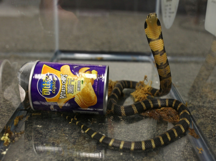 Cobra in chips can