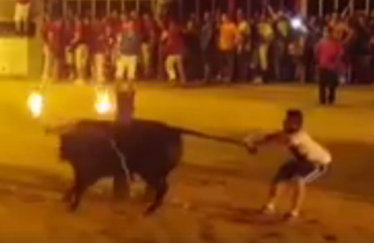 Bulls dies in Spain