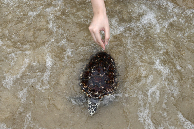 Thai turtles